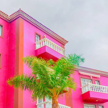 Tropikal konum. Pembe arka plan palmiye. Bitkiler üzerinde pembe kavramı