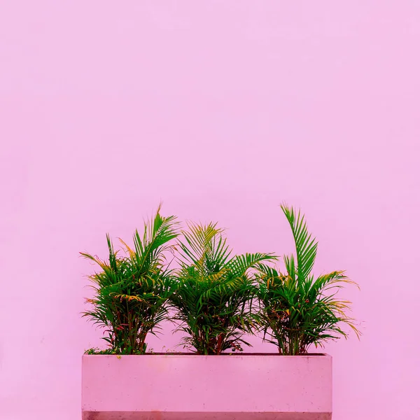 Palm and geometry. Minimal. Plants on pink concept. Tropical pink mood