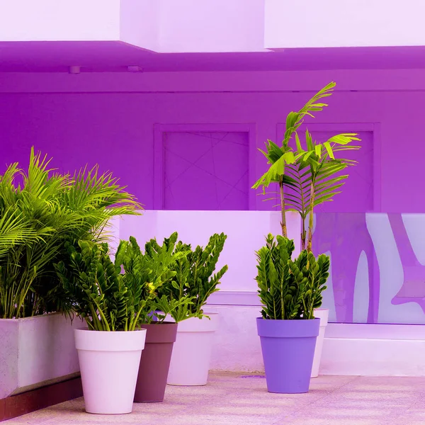 Anlage Und Geometrie Minimal Gartenliebhaber Konzept Palmenkunst — Stockfoto