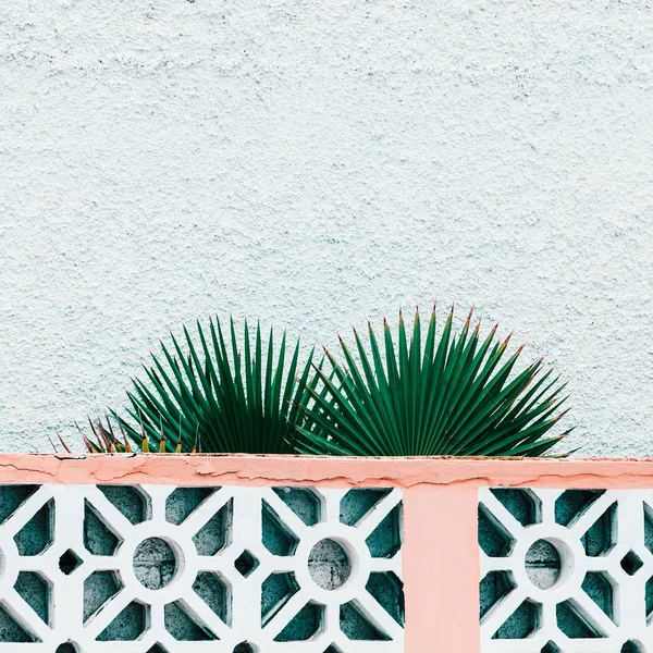 Planten Roze Mode Concept Palmtak Muur Achtergrond — Stockfoto