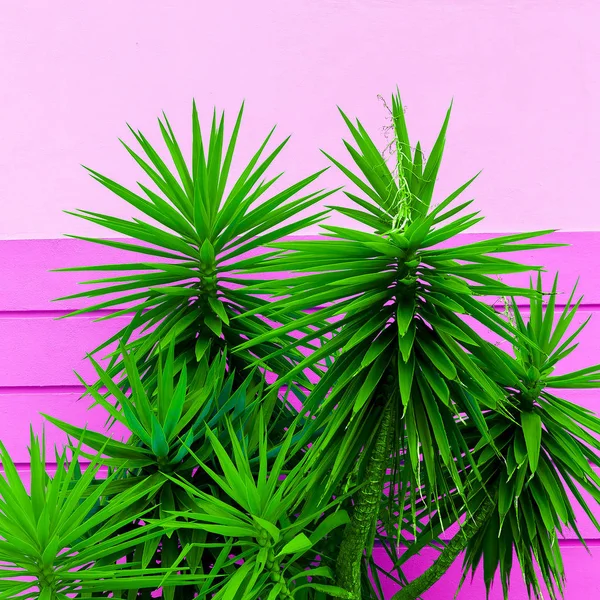 Plants Pink Concept Palm Pink Wall Background Tropical Fashion Mood — Stock Photo, Image