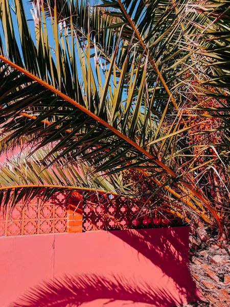 植物对粉红色的概念 棕榈在粉红色的墙上 加那利群岛 — 图库照片