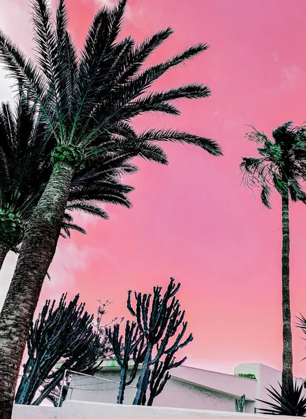 Projektowanie Mody Palm Minimalne Plaży Nastroju — Zdjęcie stockowe
