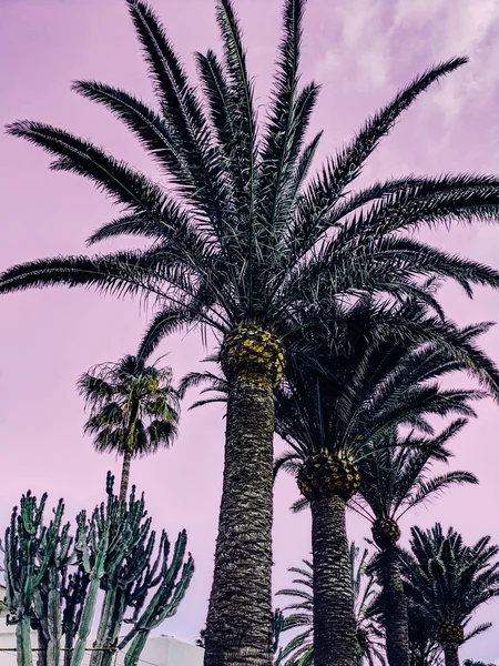 Tropisches Modedesign Minimale Strandstimmung Palmenstandort — Stockfoto
