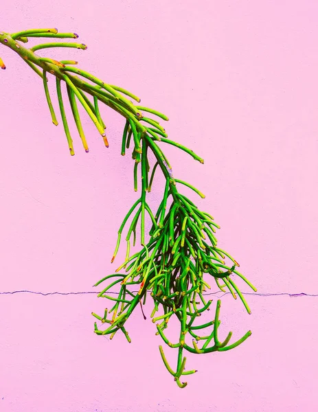 Növény Pink Fogalom Trópusi Zöld Minimal Art — Stock Fotó