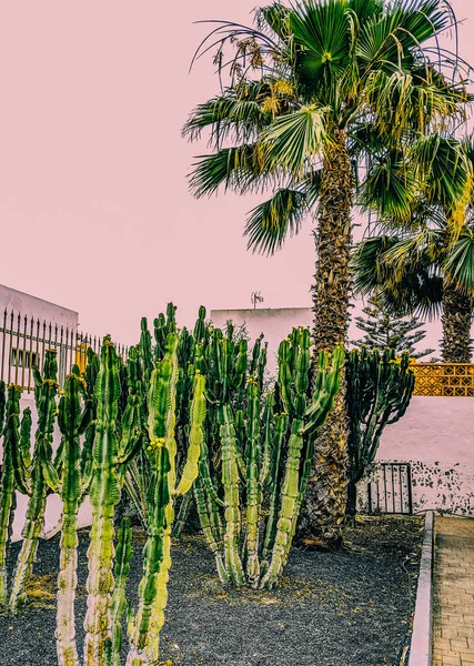 Posizione Tropicale Palm Cacti Isola Delle Canarie Vibrazioni Viaggio Moda — Foto Stock