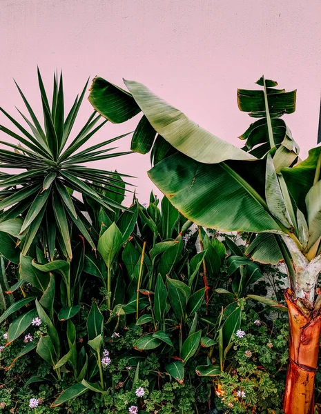 热带时尚植物 棕榈和绿 加那利群岛 — 图库照片