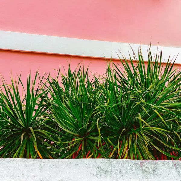 Planten Roze Concept Tropisch Groene Canarische Eiland — Stockfoto