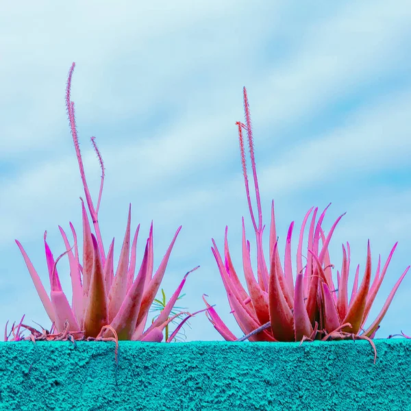 Aloe Minimális Divat Növény Szerelmes Fogalma — Stock Fotó