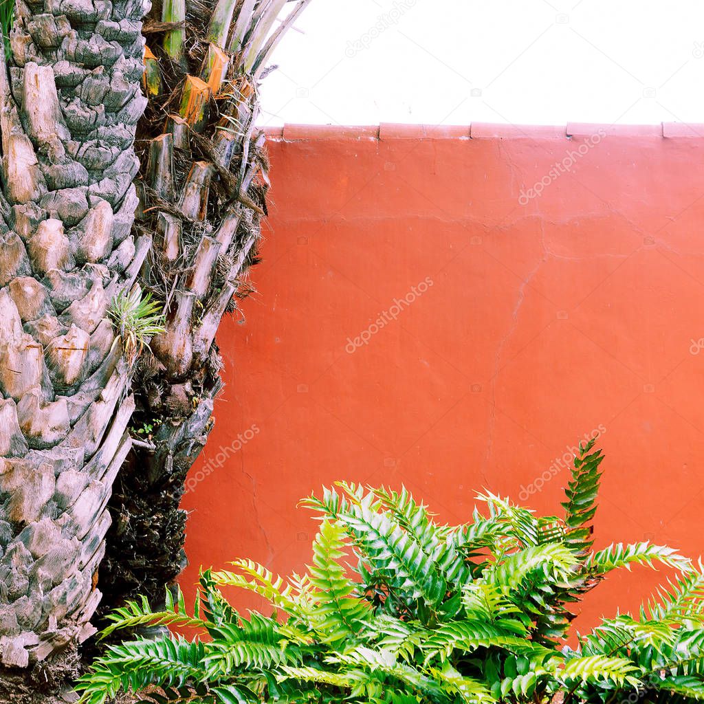 Plants on pink concept.  Palm tree and green on pink  wall.  Minimal art