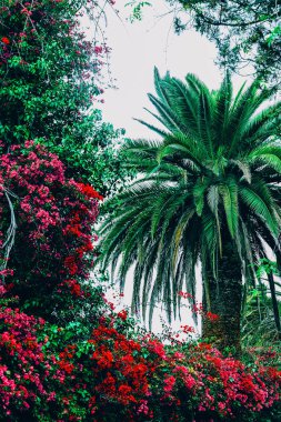 Tropikal konum. Palmiye ve fowers. Kanarya Adası