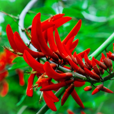 Tropikal kırmızı çiçek. Kanarya Adası