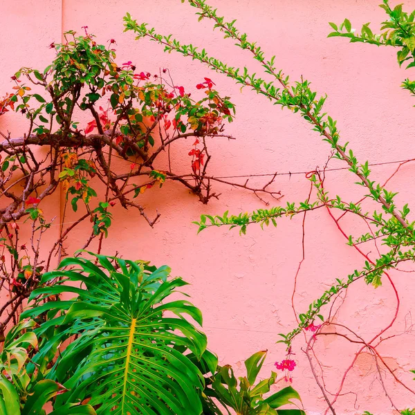 Pflanzen Auf Rosa Konzeptkunst Tropisches Grün Auf Rosa Wandhintergrund — Stockfoto
