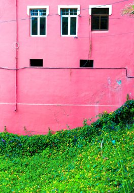 Bitki pembe kavramı üzerinde. Yeşil pembe duvar bir arka plan üzerinde