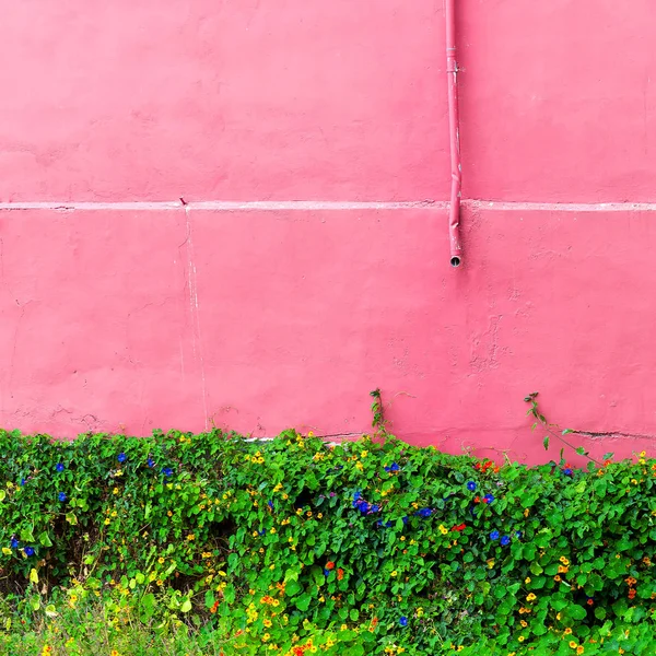Planten Roze Mode Concept Groenen Een Achtergrond Van Roze Muur — Stockfoto