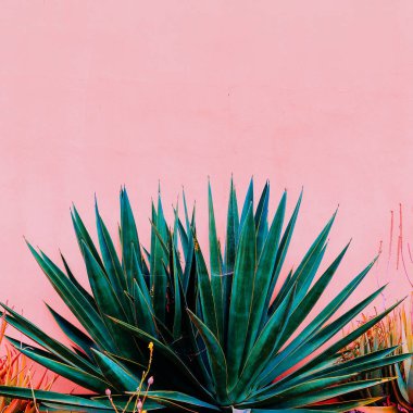 Bitki pembe moda kavramı üzerinde. Aloe pembe duvar arka plan üzerinde