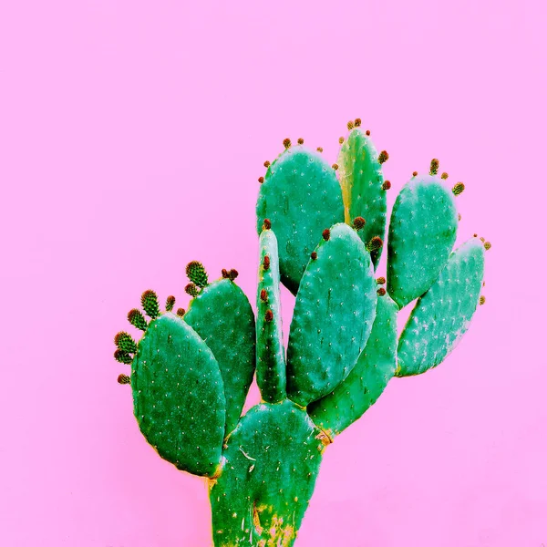 サボテン ミニマルなデザイン ピンクの概念上の植物 — ストック写真