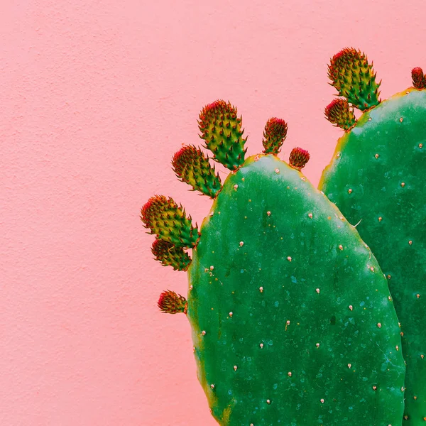 Cactus art minimal. Plants on pink concept