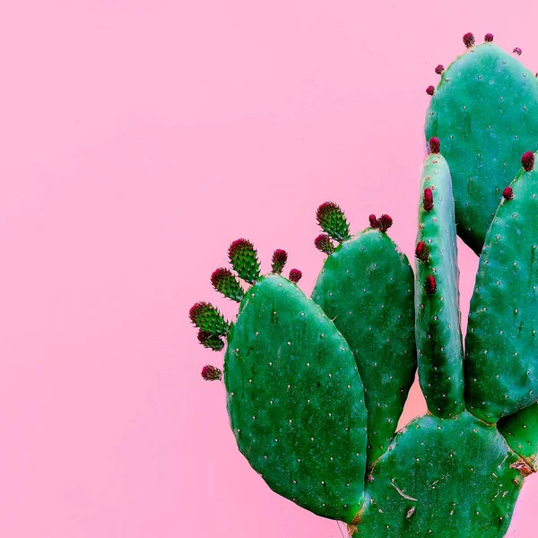 Cactus minimal. Plants on pink concept