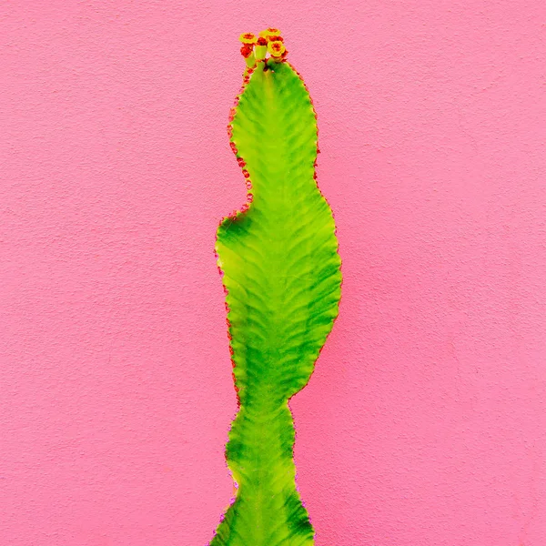 Design Minimale Moda Cactus Piante Concetto Rosa — Foto Stock