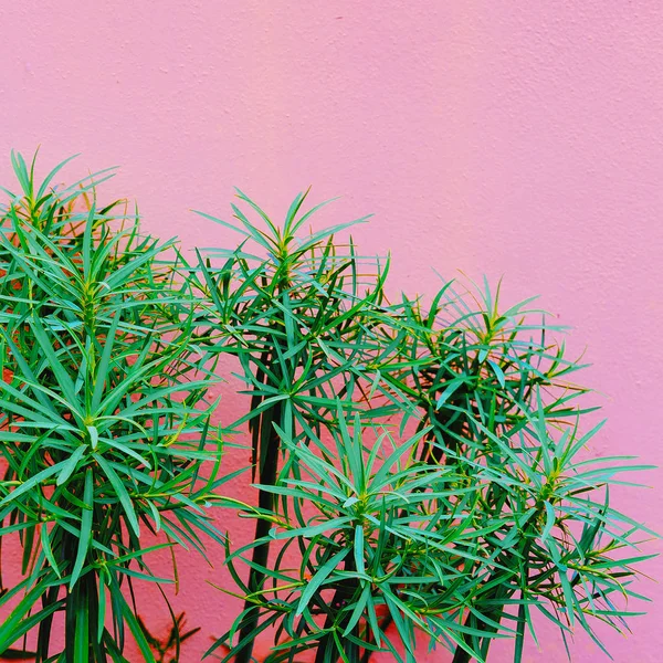 Planten Roze Mode Concept Tropische Plant Roze Muur Achtergrond — Stockfoto