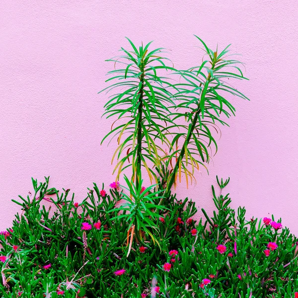 Tropical plant on pink wall. Plants on pink concept