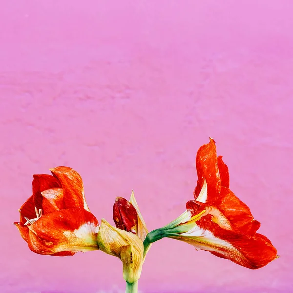 Plantas Conceito Moda Rosa Flores Vermelhas Fundo Parede Rosa — Fotografia de Stock