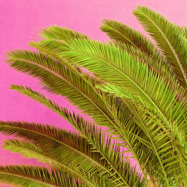 Növény Pink Fogalom Kanári Szigeteki Palm Rózsaszín Háttér — Stock Fotó