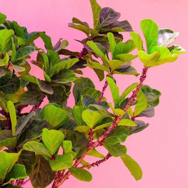 Plants Pink Concept Tropical Green Pink Wall Background — Stock Photo, Image