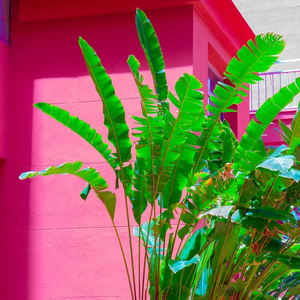 Palme Auf Rosa Hintergrund Wand Pflanzen Auf Rosa Konzept — Stockfoto