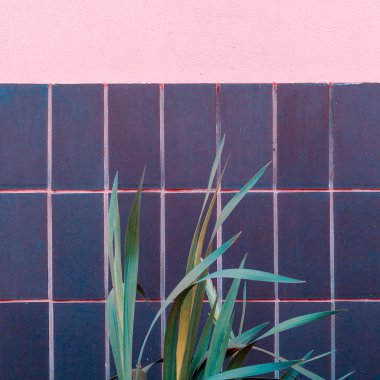 Bitki pembe kavramı üzerinde. Bitkiler geometri duvar arka plan üzerinde
