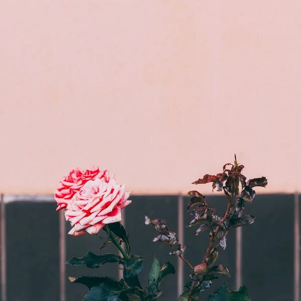 Róże Tle Różowe Ściany Minimalne — Zdjęcie stockowe