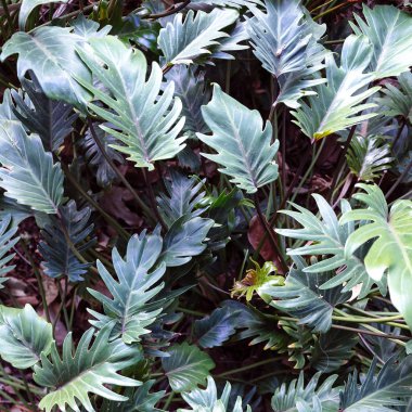 Yeşil tropikal arka plan. Tropikal vibes