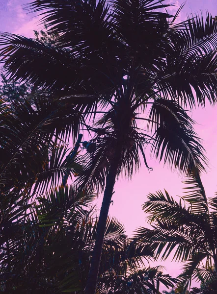 Pink Tropical Dreams Palm Travel Canary Island — Stock Photo, Image