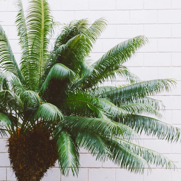 Planten Muur Concept Minimale Mode Canarische Palm — Stockfoto