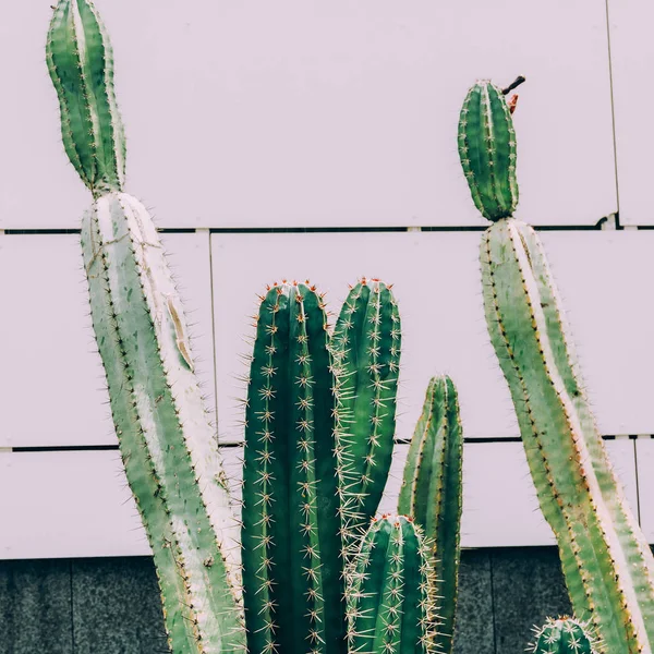 Cactus Tuin Concept Cactus Muur Achtergrond — Stockfoto