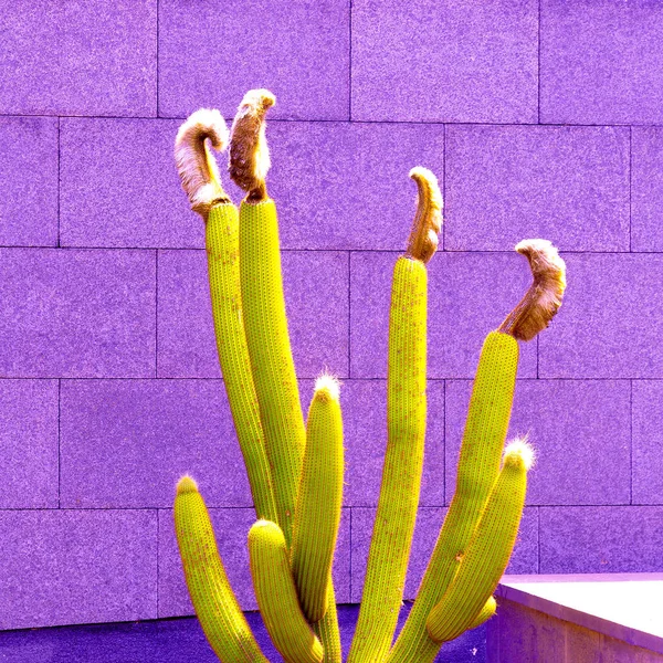 Arte Colorata Del Cactus Cacti Amante Concetto Moda — Foto Stock