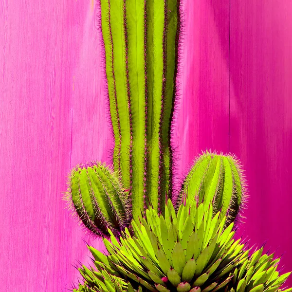 ピンクの概念上の植物 ミニマリズム サボテン愛好家コンセプト — ストック写真