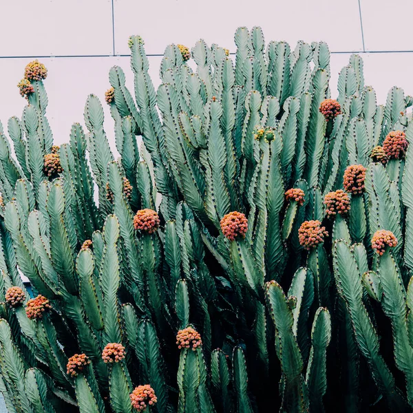 Kaktusar Cactus Älskare Mode Minimalism — Stockfoto