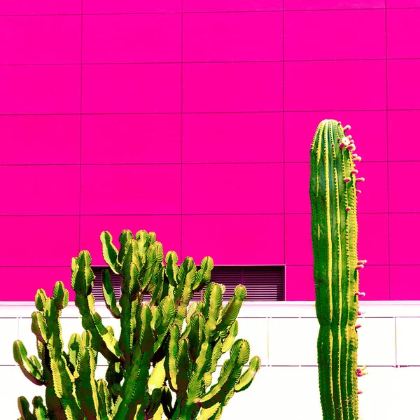 Kleurrijke Cactus Stad Minimale Mode Design Kunst — Stockfoto