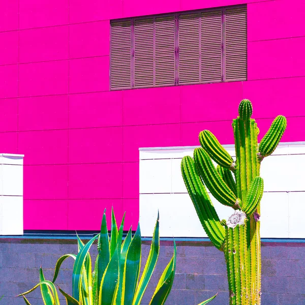 Kleurrijke Cactus Stad Minimale Mode Kunst — Stockfoto