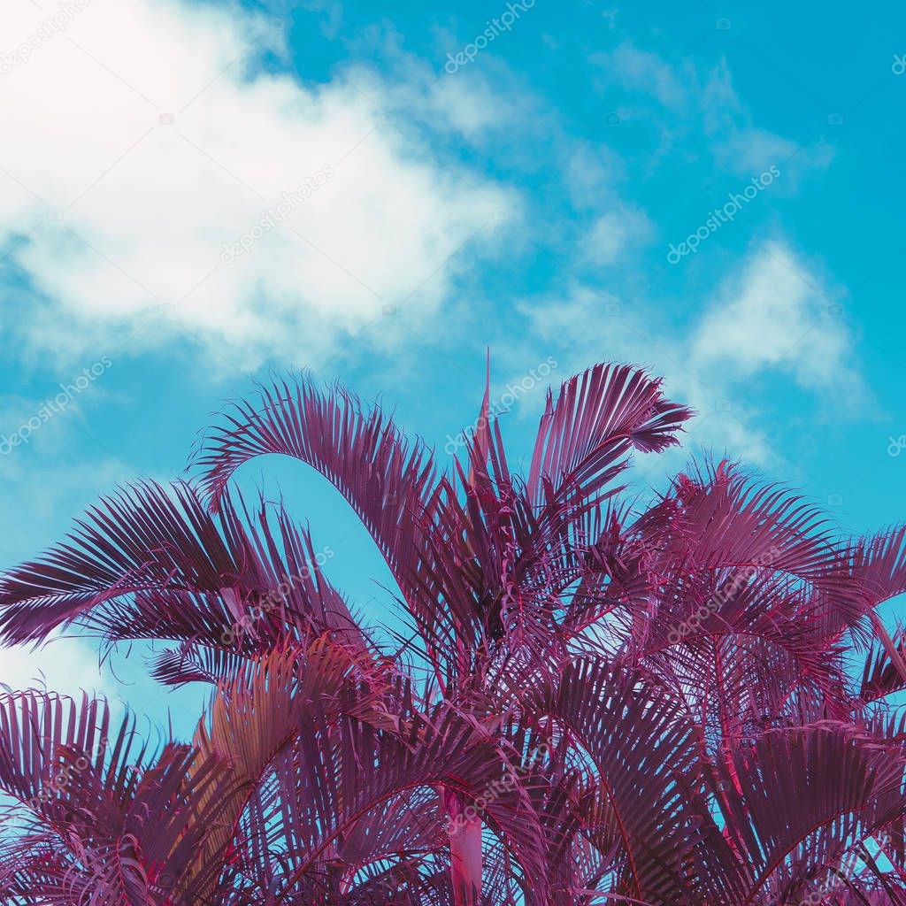 Palm. Canary island. Minimal tropical vibes