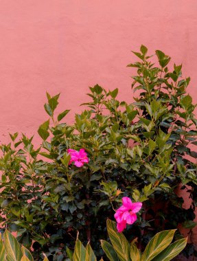 Bitki pembe moda kavramı üzerinde. Pembe bir arka plan duvar tropik çiçekler
