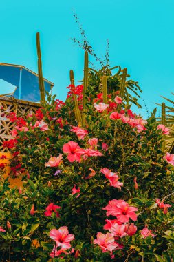 Tropik çiçekler yer. Kanarya Adası. Seyahat ruh hali