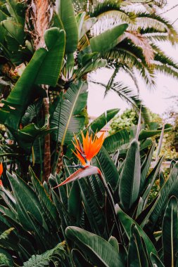 Tropikal yeşil. Kanarya Adası. Kanarya çiçekler