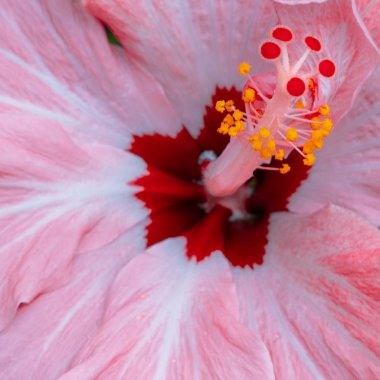 Tropikal çiçek. Yakın çekim. Bahçe sevgilisi kavramı