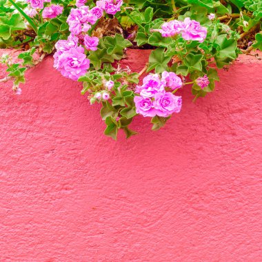 Bitki pembe moda kavramı üzerinde. Pembe duvar tropikal pembe çiçekler