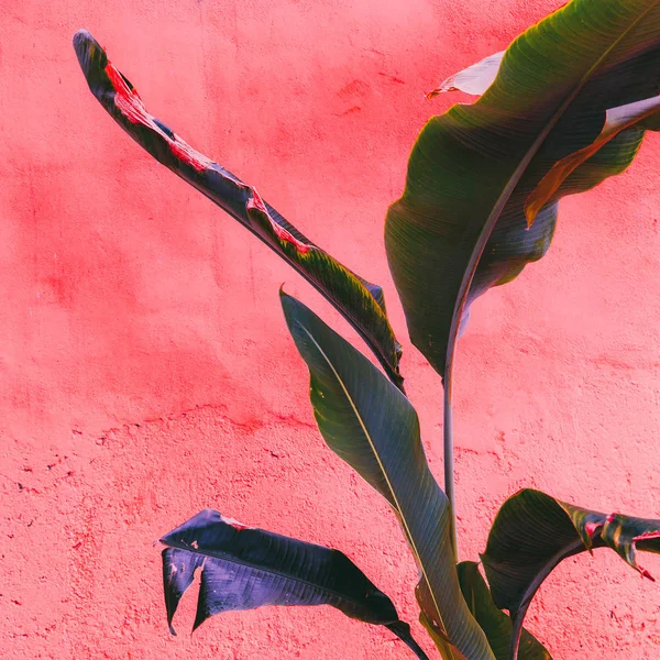 Bitki pembe moda kavramı üzerinde. Tropikal pembe duvarda yeşil