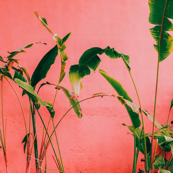 Planten Roze Concept Tropische Groen Roze Muur — Stockfoto