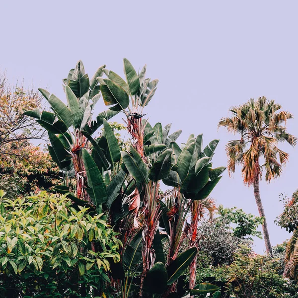 Moda tropikal konum. Kanarya Adası. Seyahat vibes